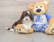 5 week old Mini Bernedoodle Puppy For Sale - Premier Pups