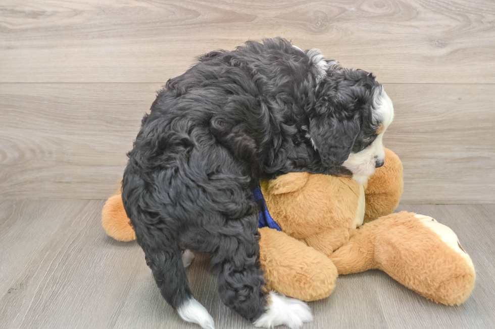 Mini Bernedoodle Puppy for Adoption