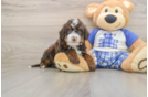 Happy Mini Bernedoodle Baby