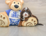 5 week old Mini Bernedoodle Puppy For Sale - Premier Pups