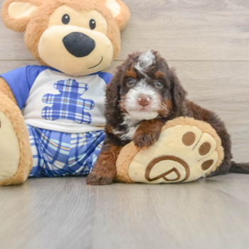 Mini Bernedoodle Puppy for Adoption