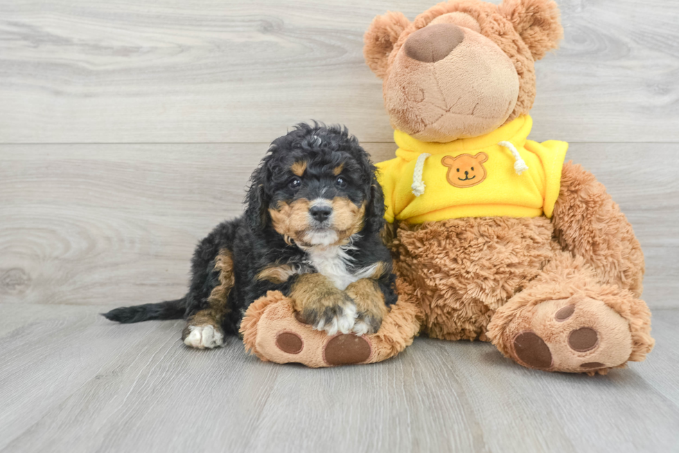 Playful Bernadoodle Poodle Mix Puppy