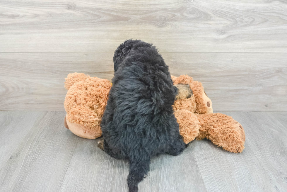 Best Mini Bernedoodle Baby