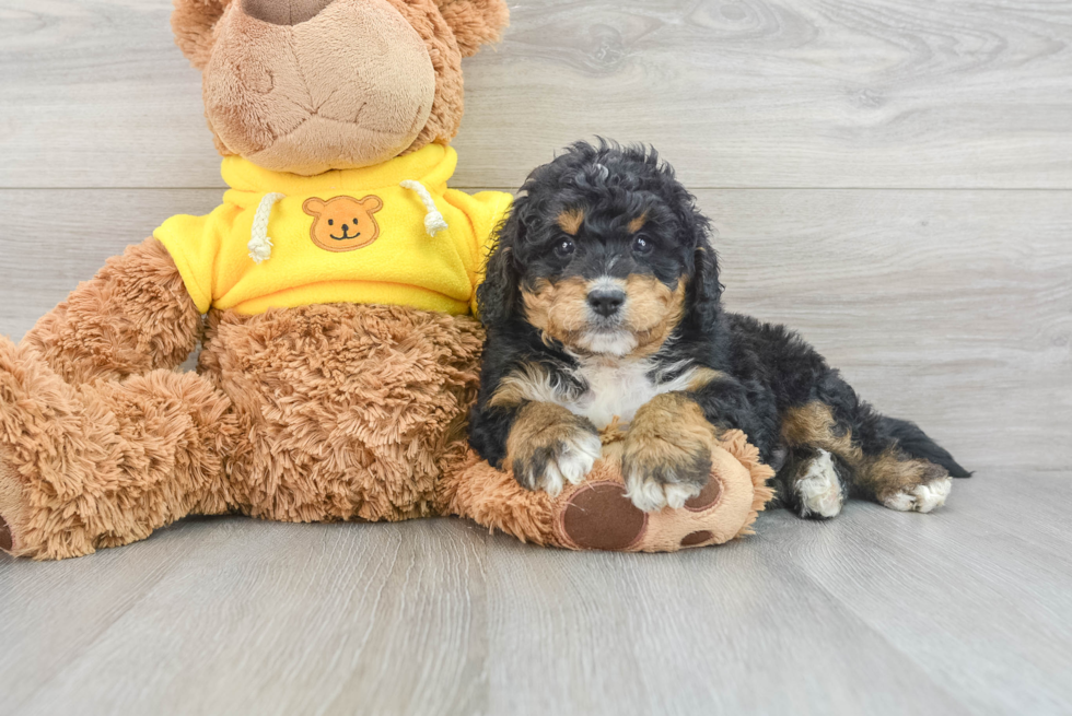 Mini Bernedoodle Puppy for Adoption