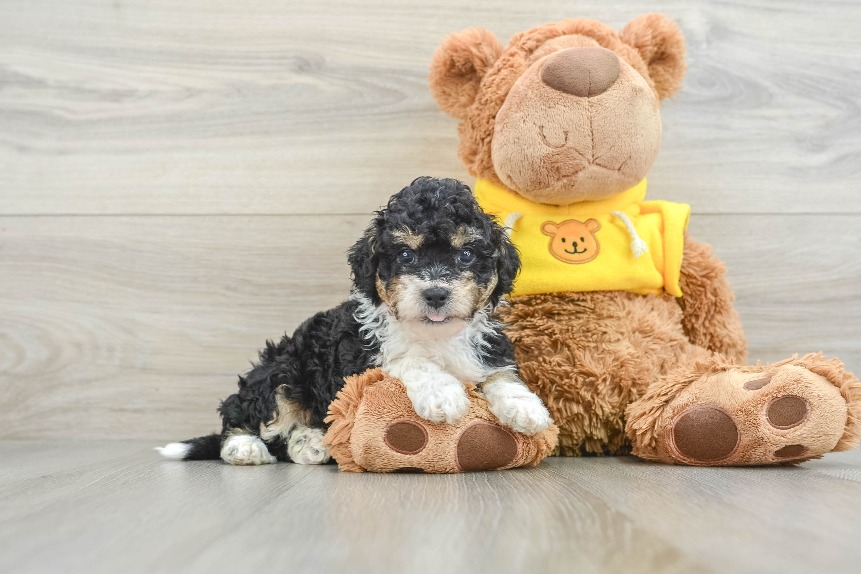 Mini Bernedoodle Pup Being Cute