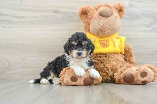 Mini Bernedoodle Pup Being Cute