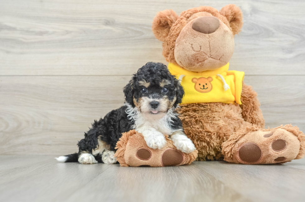 6 week old Mini Bernedoodle Puppy For Sale - Premier Pups