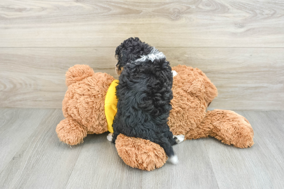 Mini Bernedoodle Puppy for Adoption