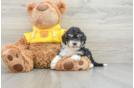 Energetic Mini Bernesedoodle Poodle Mix Puppy