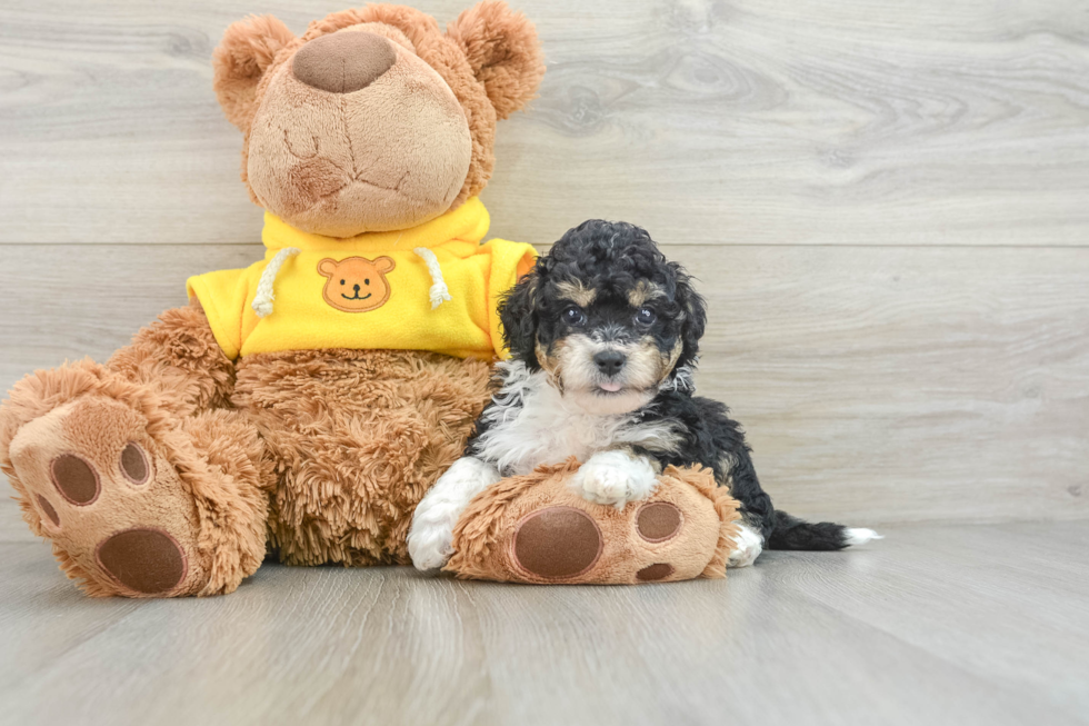 Energetic Mini Bernesedoodle Poodle Mix Puppy