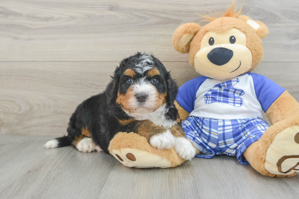 Mini Bernedoodle Pup Being Cute