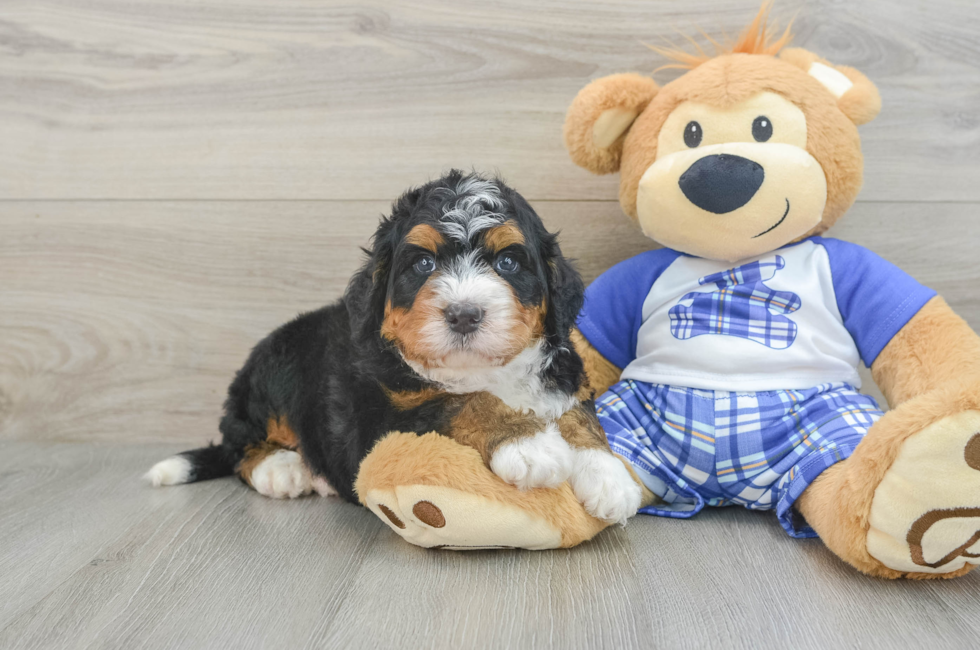 5 week old Mini Bernedoodle Puppy For Sale - Premier Pups