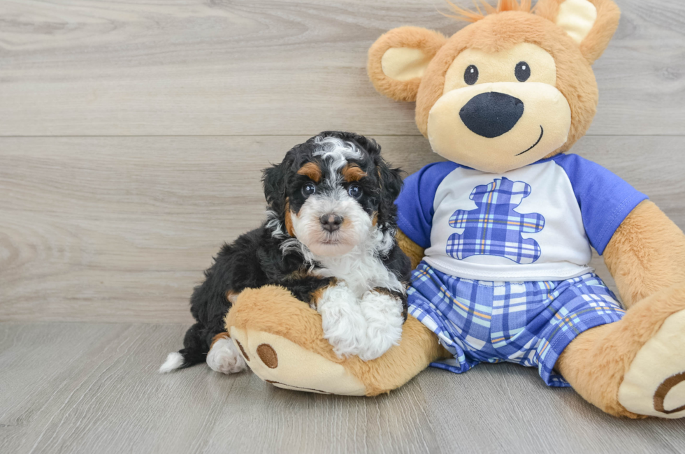 6 week old Mini Bernedoodle Puppy For Sale - Premier Pups