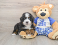 5 week old Mini Bernedoodle Puppy For Sale - Premier Pups
