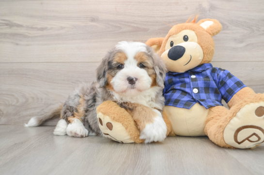 Mini Bernedoodle Pup Being Cute