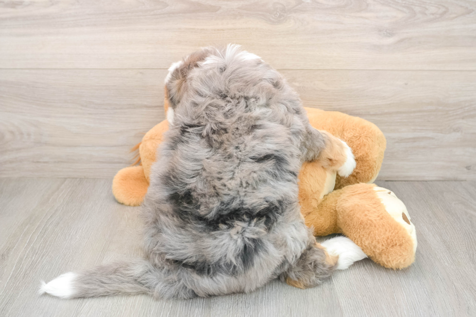 Best Mini Bernedoodle Baby