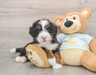 6 week old Mini Bernedoodle Puppy For Sale - Premier Pups