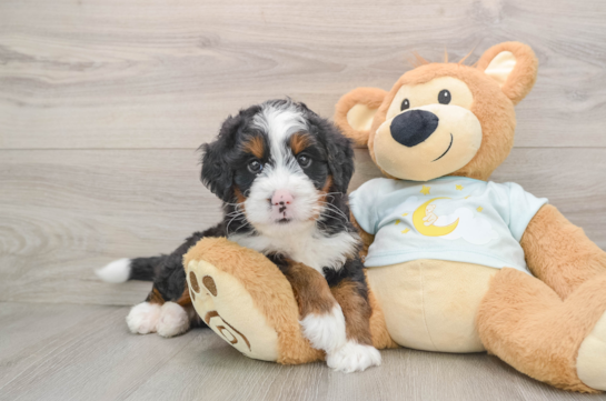 Mini Bernedoodle Pup Being Cute