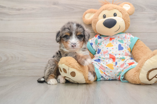 Petite Mini Bernedoodle Poodle Mix Pup