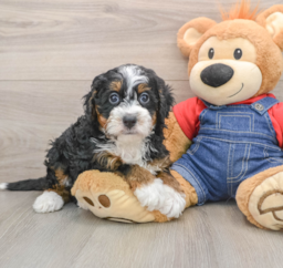6 week old Mini Bernedoodle Puppy For Sale - Premier Pups