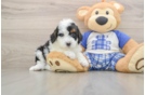Mini Bernedoodle Pup Being Cute