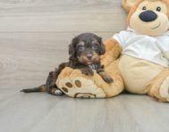 5 week old Mini Doxiedoodle Puppy For Sale - Premier Pups