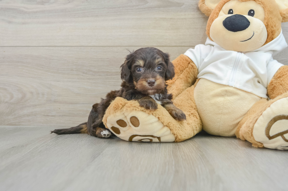 6 week old Mini Doxiedoodle Puppy For Sale - Premier Pups