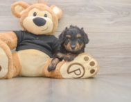 5 week old Mini Doxiedoodle Puppy For Sale - Premier Pups