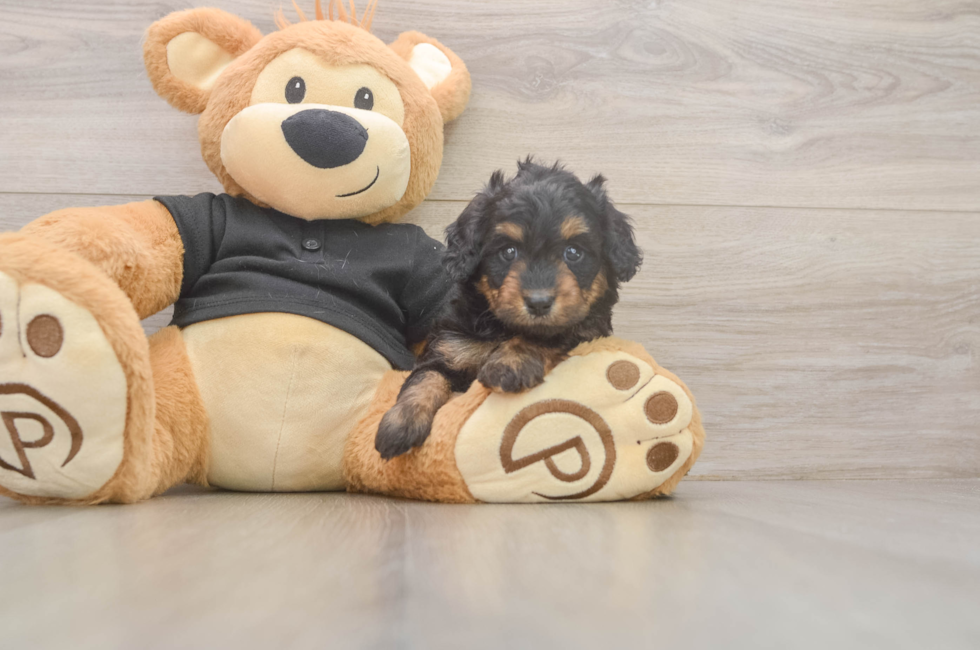 5 week old Mini Doxiedoodle Puppy For Sale - Premier Pups