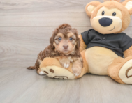 5 week old Mini Doxiedoodle Puppy For Sale - Premier Pups