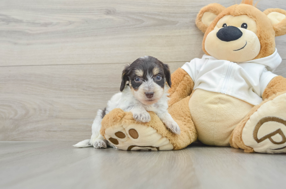 6 week old Mini Doxiedoodle Puppy For Sale - Premier Pups