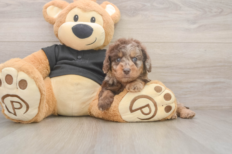 5 week old Mini Doxiedoodle Puppy For Sale - Premier Pups