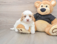 5 week old Mini Doxiedoodle Puppy For Sale - Premier Pups