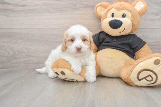 Mini Doxiedoodle Puppy for Adoption