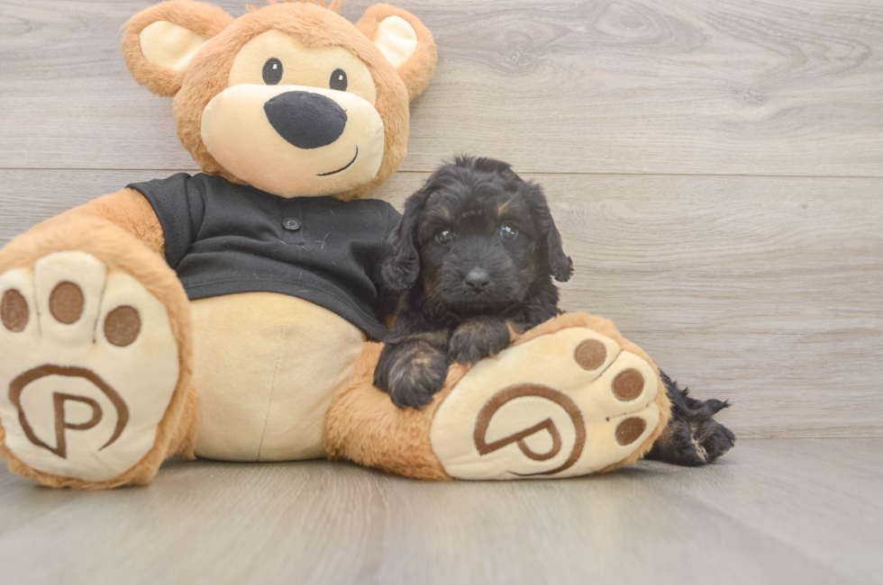5 week old Mini Doxiedoodle Puppy For Sale - Premier Pups