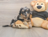 5 week old Mini Doxiedoodle Puppy For Sale - Premier Pups