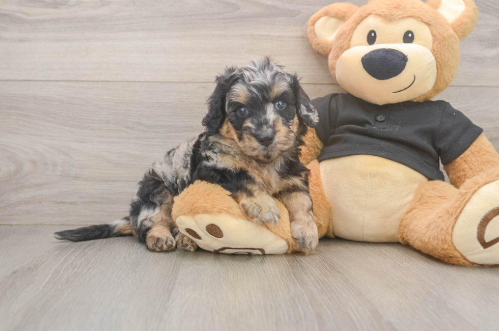 5 week old Mini Doxiedoodle Puppy For Sale - Premier Pups