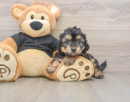 5 week old Mini Doxiedoodle Puppy For Sale - Premier Pups