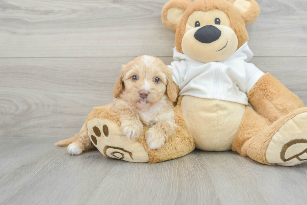 Cute Mini Doxiedoodle Baby