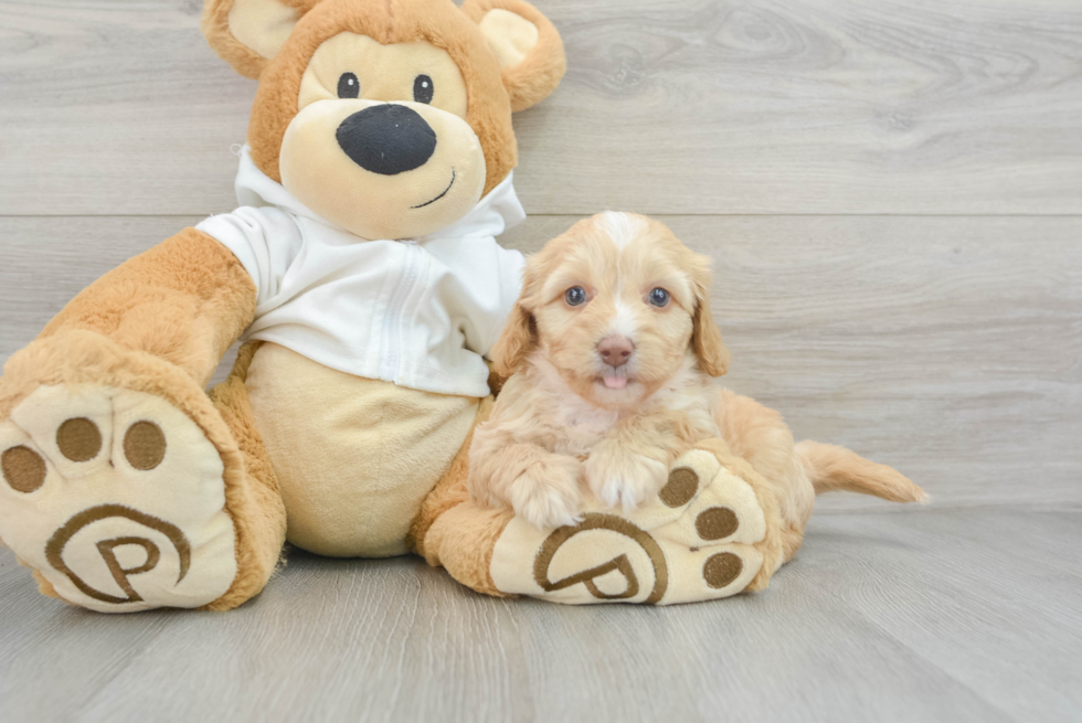 Cute Doxiepoo Poodle Mix Puppy