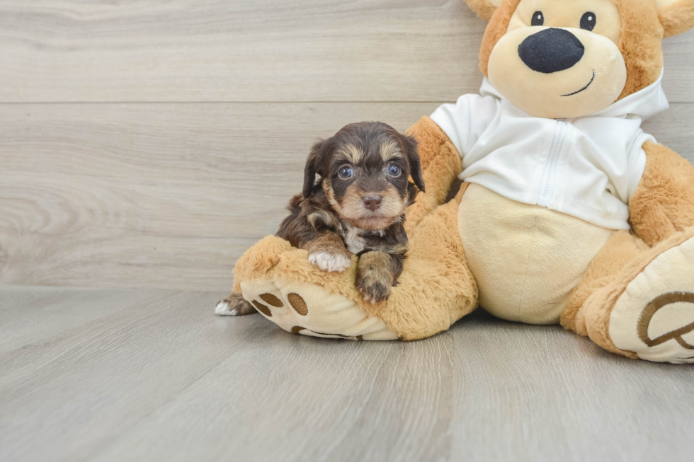 Cute Doxiepoo Poodle Mix Puppy
