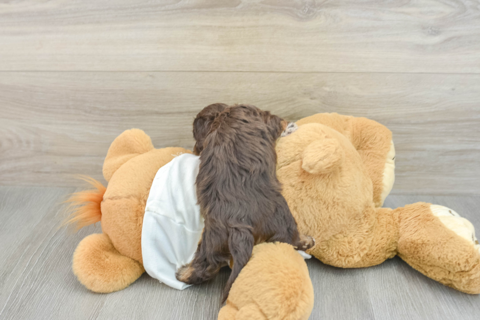 Mini Doxiedoodle Pup Being Cute