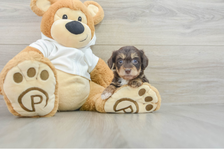 Cute Mini Doxiedoodle Baby