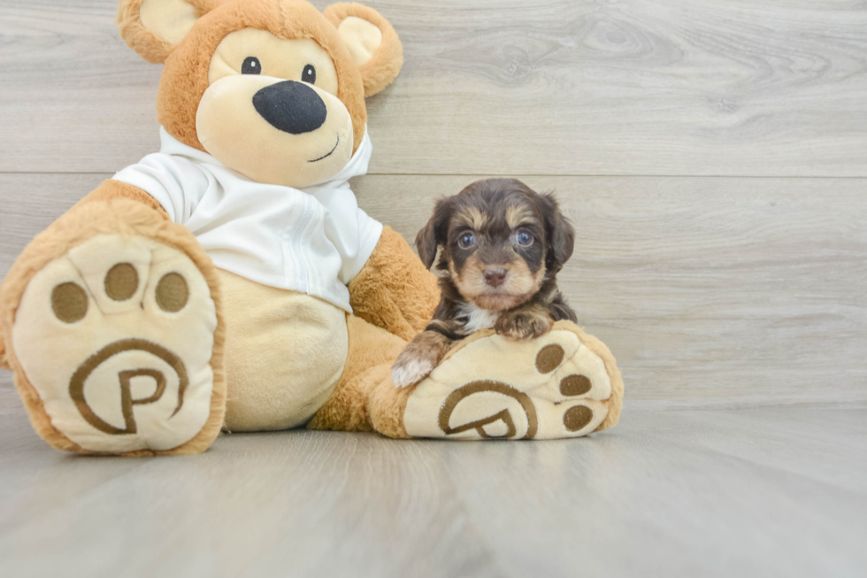 Cute Mini Doxiedoodle Baby