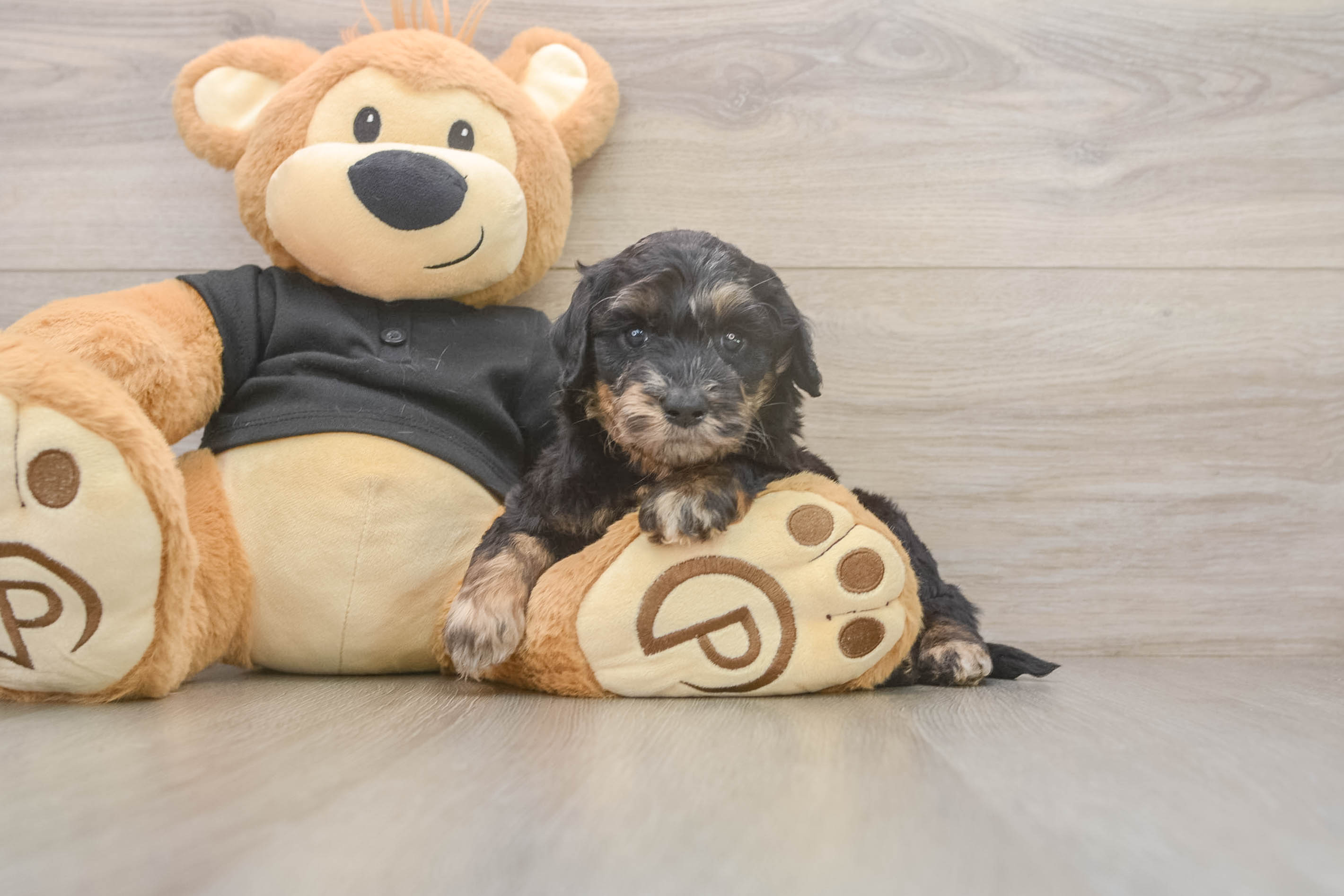 Mini Doxiedoodle Puppy for Adoption