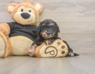 5 week old Mini Doxiedoodle Puppy For Sale - Premier Pups