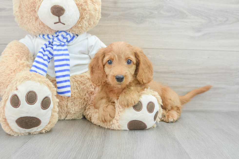 Cute Mini Doxiedoodle Donald: 4lb 6oz Doodle Puppy