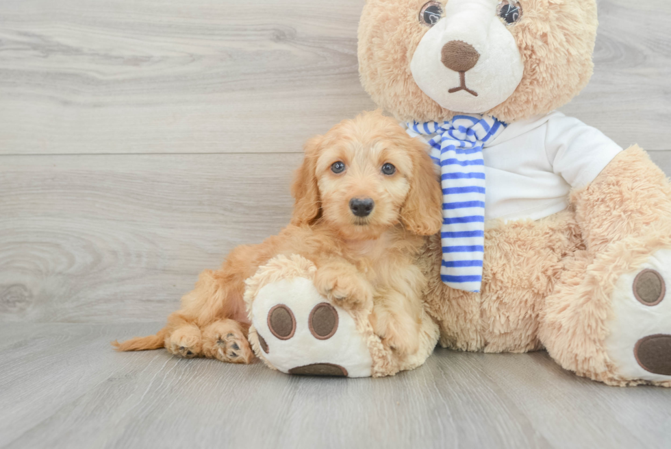 Cute Mini Doxiedoodle Baby