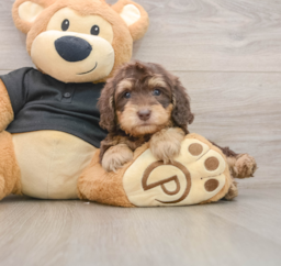 8 week old Mini Doxiedoodle Puppy For Sale - Premier Pups