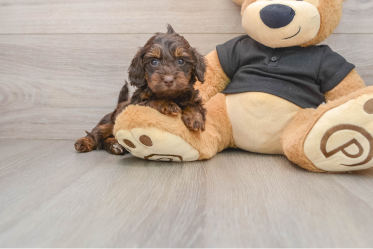 Best Mini Doxiedoodle Baby